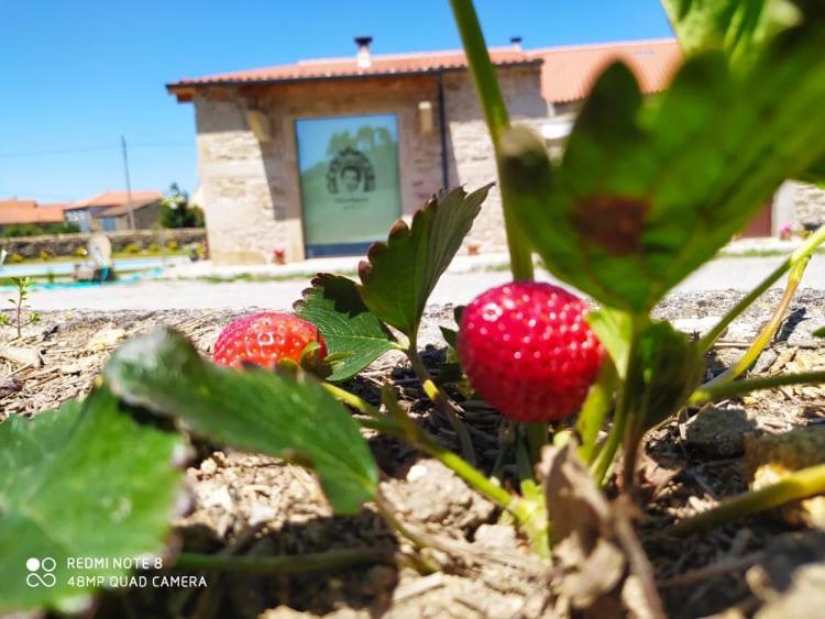 Villa Casa D'Augusta - Agroturismo à Miranda do Douro Extérieur photo